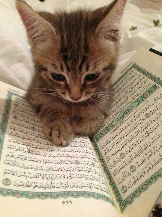 See Allah in all or don't see him at all - Animal Welfare