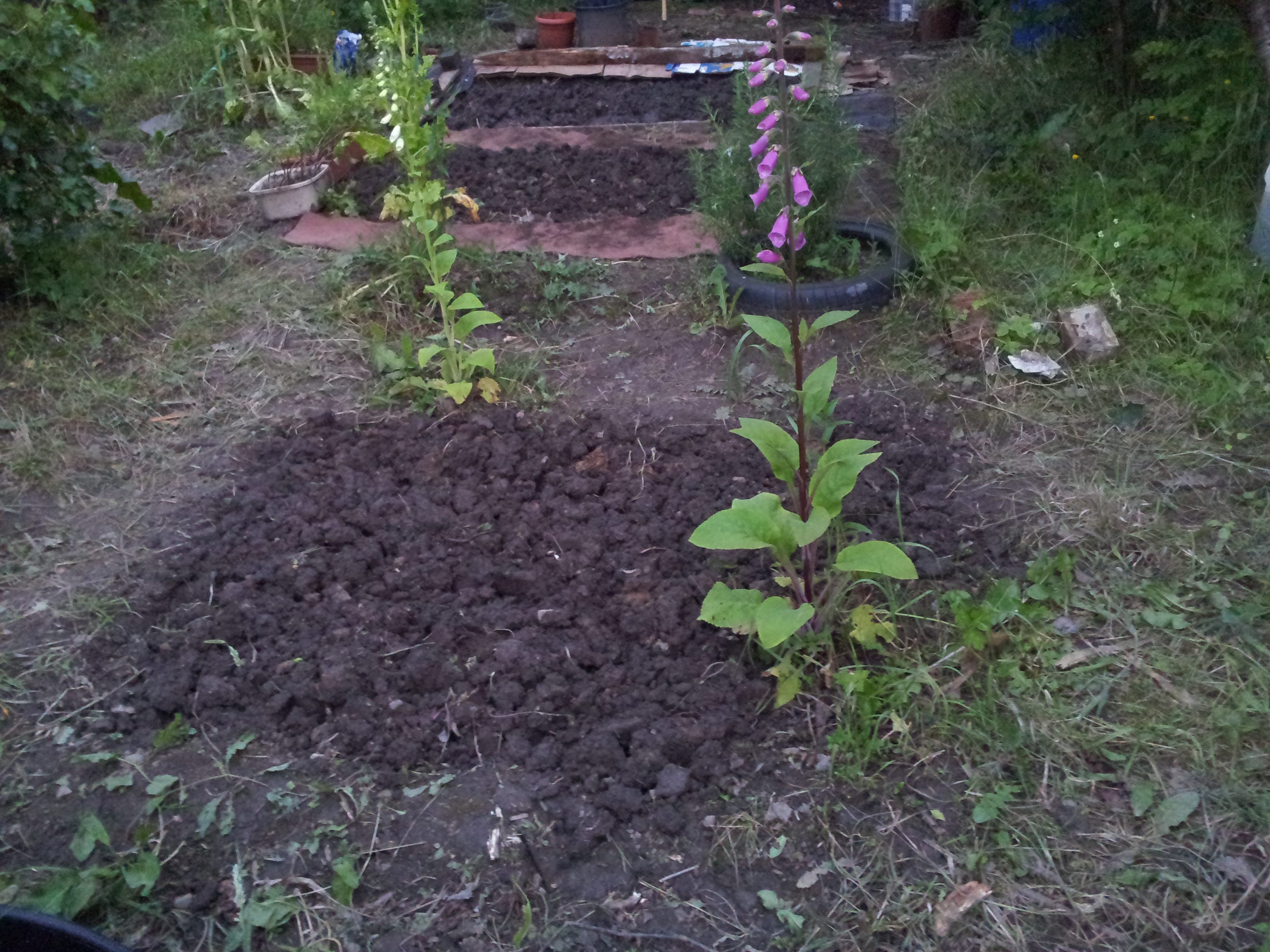 Veg Bed