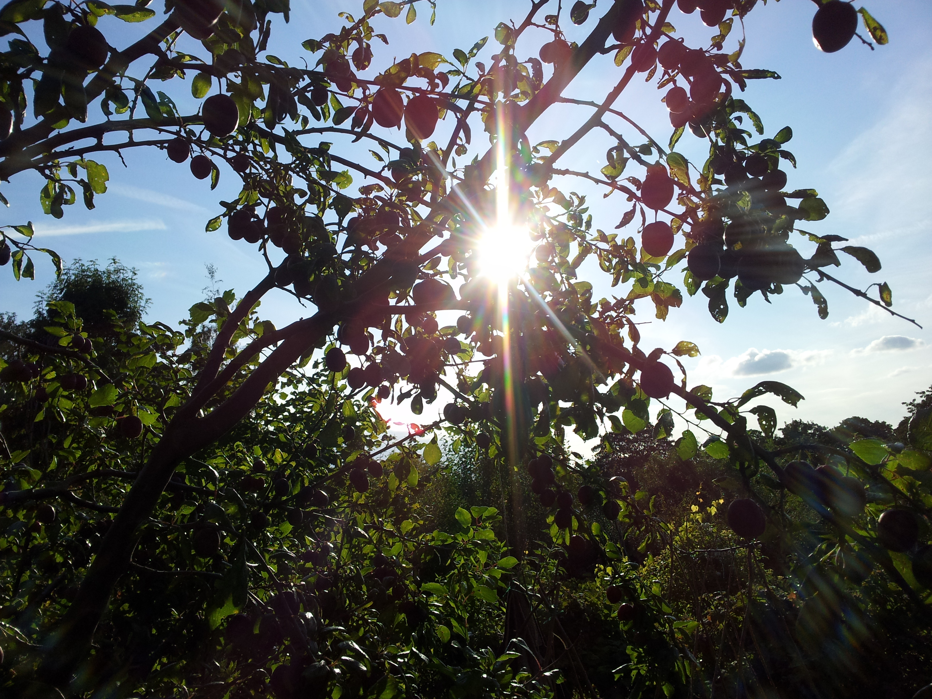 Plum Tree