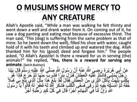 Animal Welfare in Islam - Interfaith Vegan Alliance